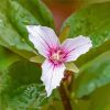 Trillium Wildfower Diamond Paintings