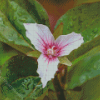 Trillium Wildfower Diamond Paintings