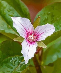 Trillium Wildfower Diamond Paintings