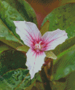 Trillium Wildfower Diamond Paintings