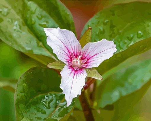 Trillium Wildfower Diamond Paintings