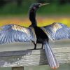 Anhinga Wings Diamond Paintings