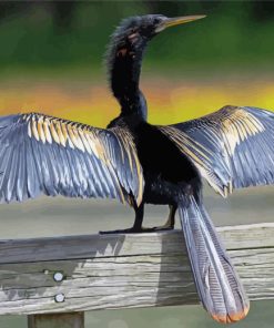 Anhinga Wings Diamond Paintings