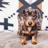 Dapple Dachshund Diamond Paintings