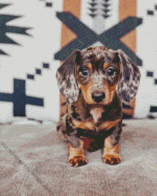 Dapple Dachshund Diamond Paintings