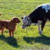 Dog And Cow Diamond Paintings