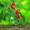 Tomato Plant Diamond Paintings