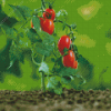 Tomato Plant Diamond Paintings