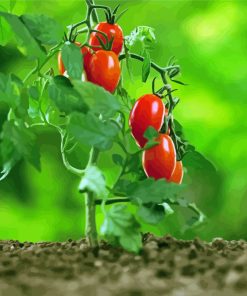 Tomato Plant Diamond Paintings