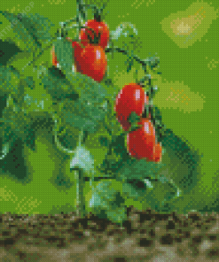 Tomato Plant Diamond Paintings