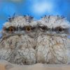 Little Frogmouth Diamond Paintings