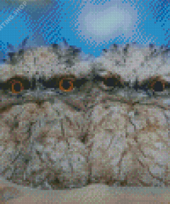 Little Frogmouth Diamond Paintings