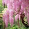 Pink Wisteria Tree Diamond Paintings