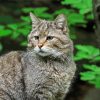 Scottish Wildcat Diamond Paintings