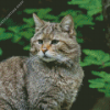 Scottish Wildcat Diamond Paintings