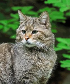 Scottish Wildcat Diamond Paintings