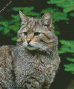 Scottish Wildcat Diamond Paintings