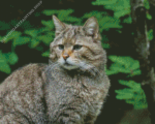 Scottish Wildcat Diamond Paintings