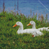 The Pekin Ducks Diamond Paintings