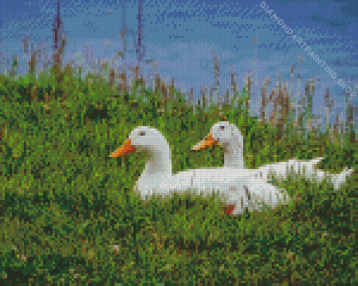 The Pekin Ducks Diamond Paintings