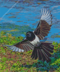 Eurasian Magpie Diamond Paintings