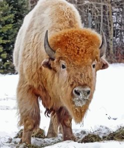 Buffalo In Snow Diamond Paintings