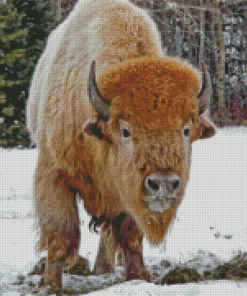 Buffalo In Snow Diamond Paintings