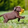 Brown Labrador Puppy Diamond Paintings