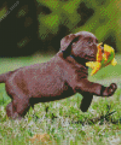 Brown Labrador Puppy Diamond Paintings