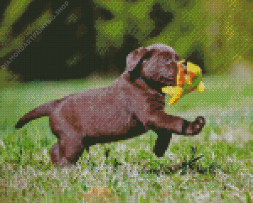 Brown Labrador Puppy Diamond Paintings